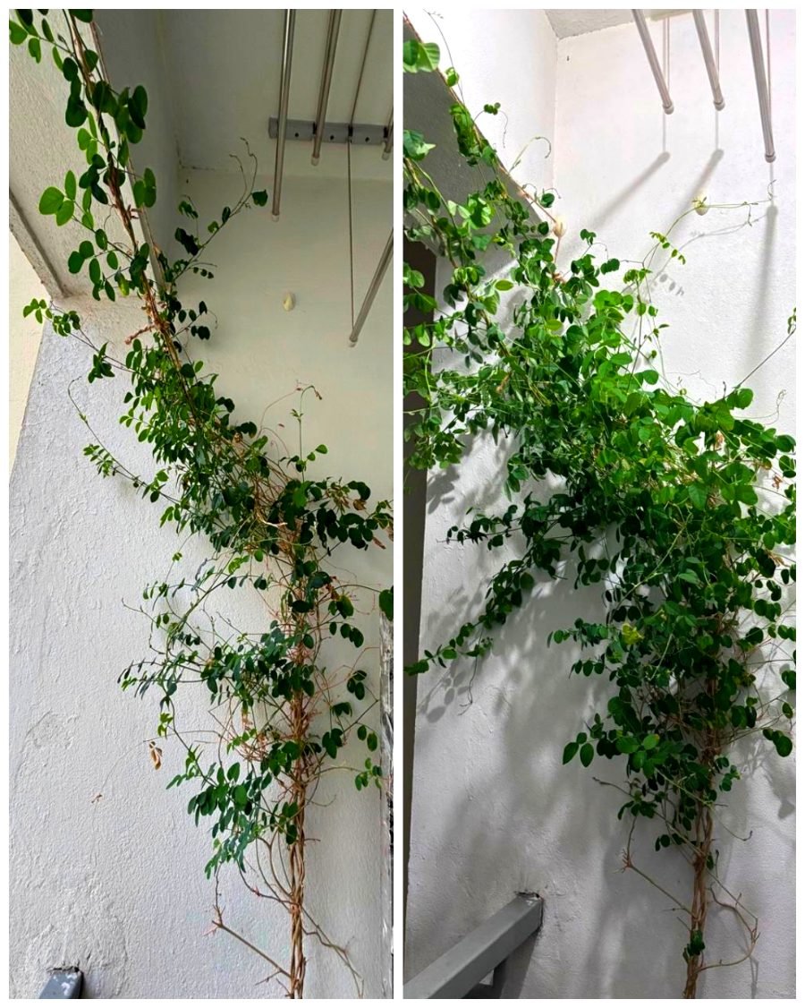 Blue pea creeper before and after Super Vermicompost