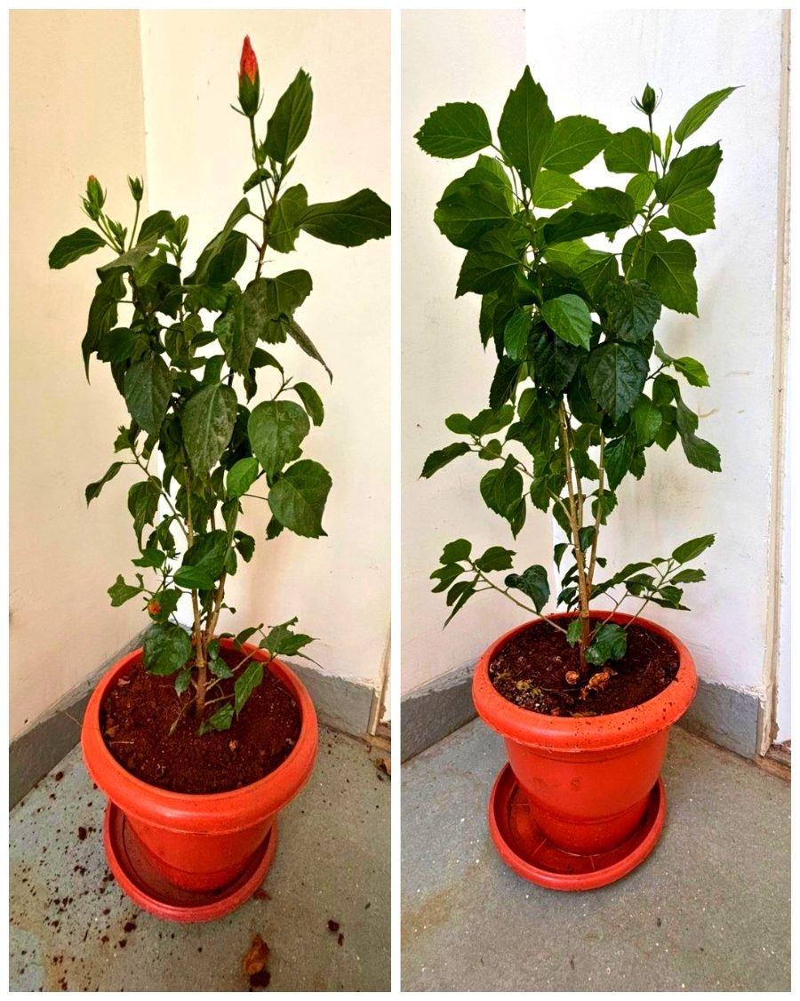 Hibiscus before and after Super Vermicompost