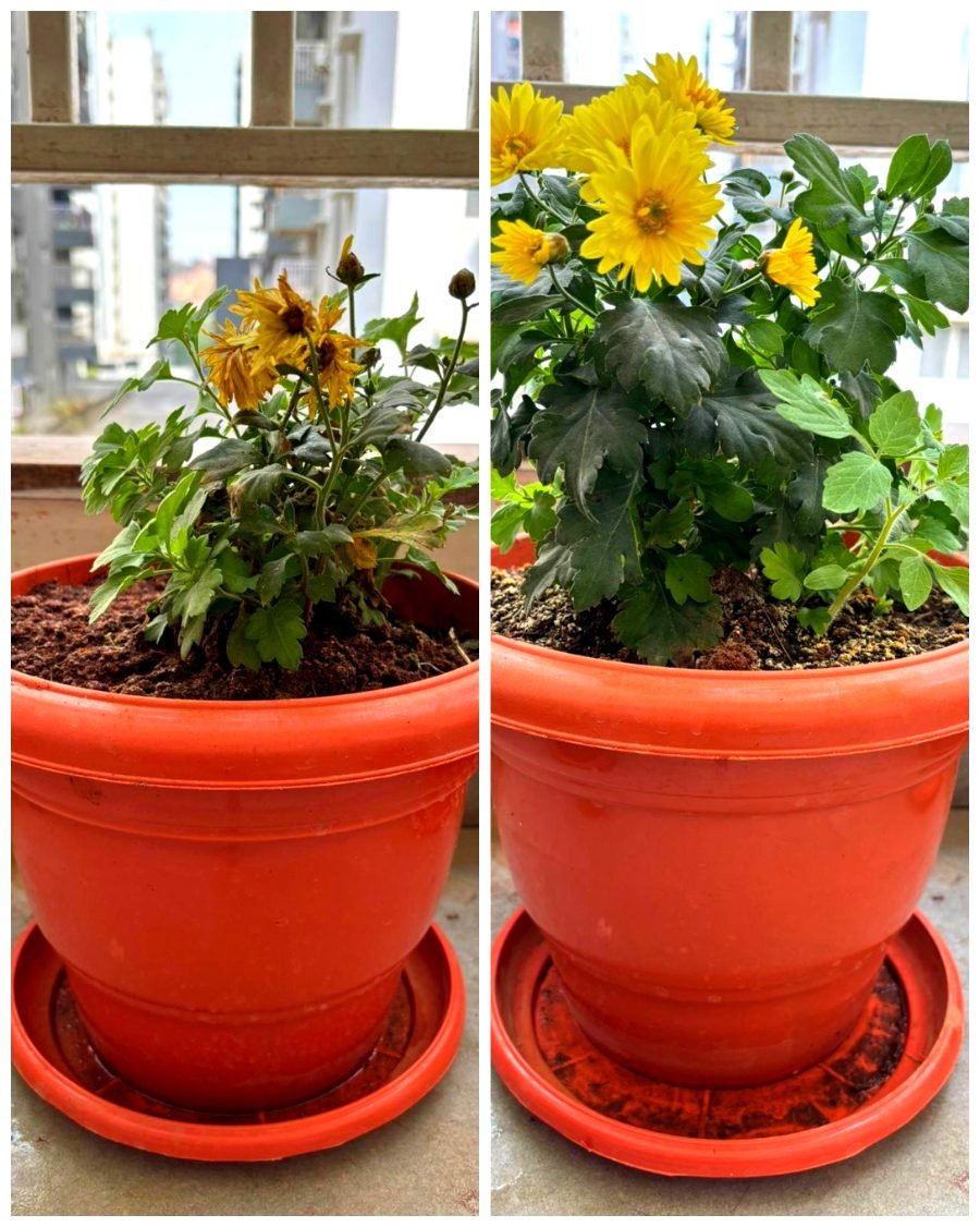 Chrysanthemum before and after Super Vermicompost