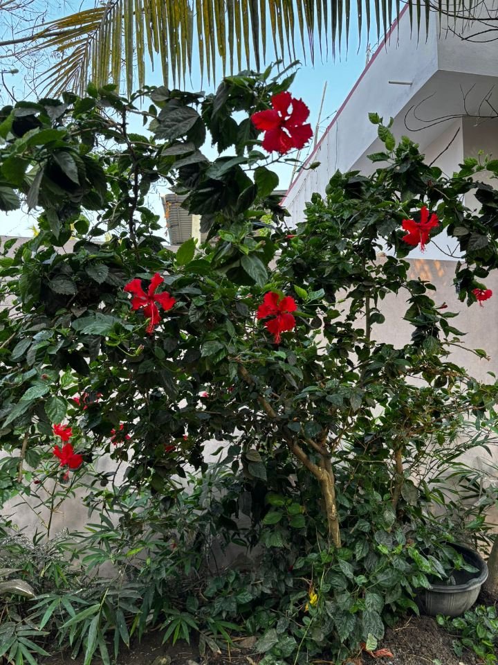 Red hibiscus shrub in full bloom