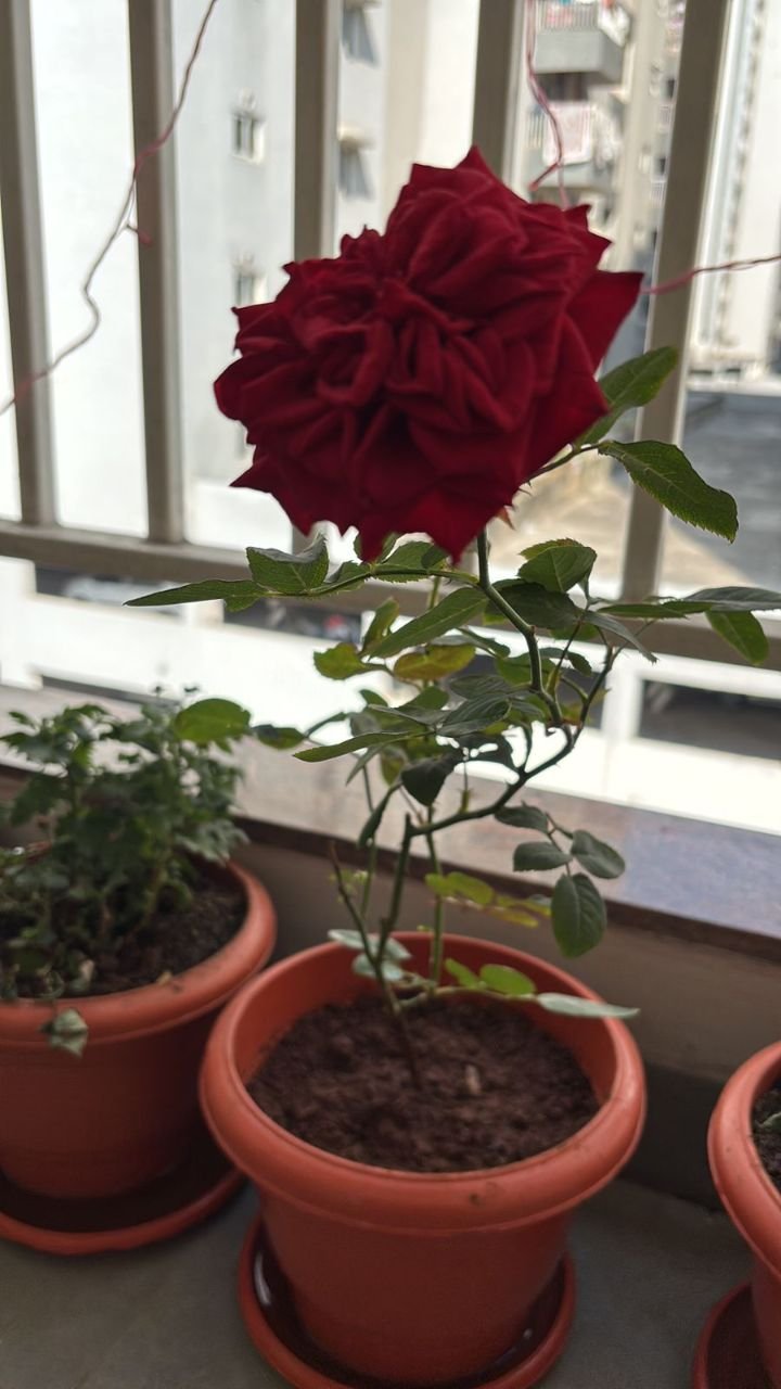 Deep red rose in a balcony pot