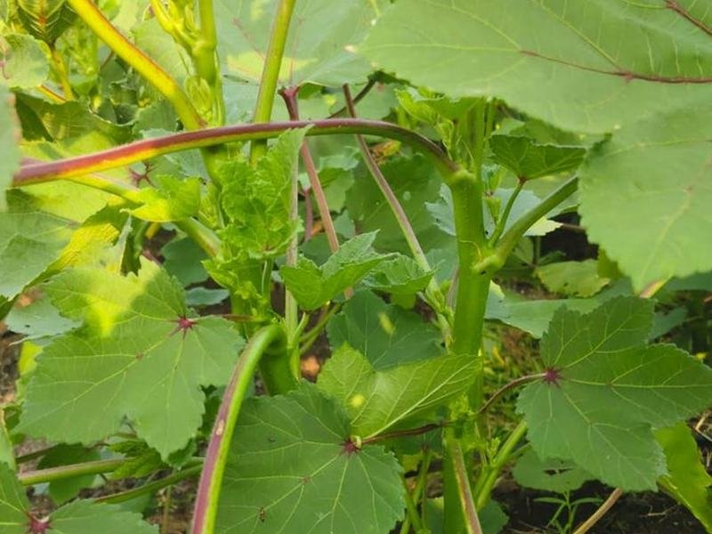 Okra leaf canopy closing over the bed