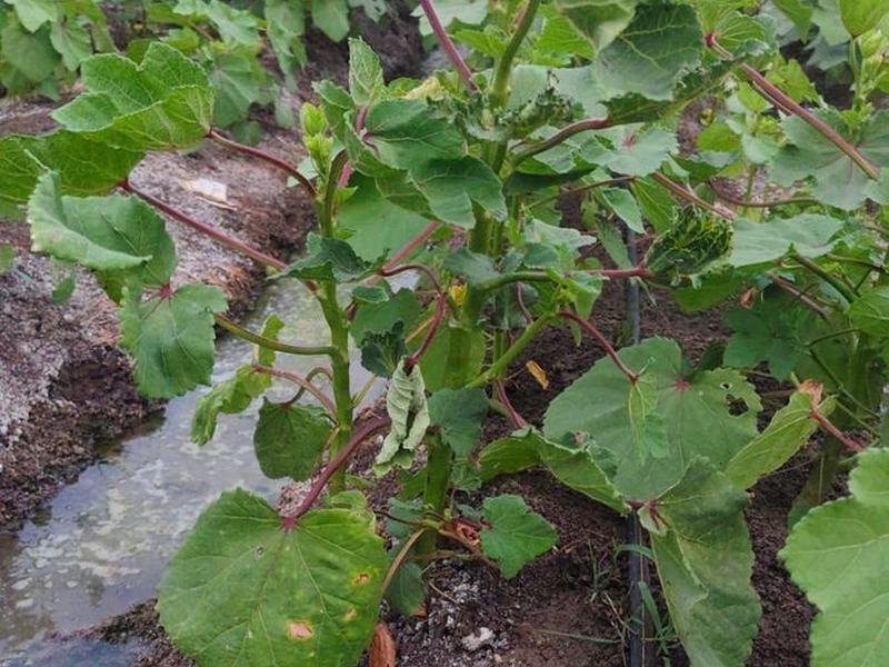 Drip line running between the okra rows