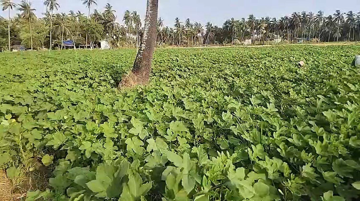 A thriving okra crop stretching to a coconut palm horizon in West Godavari