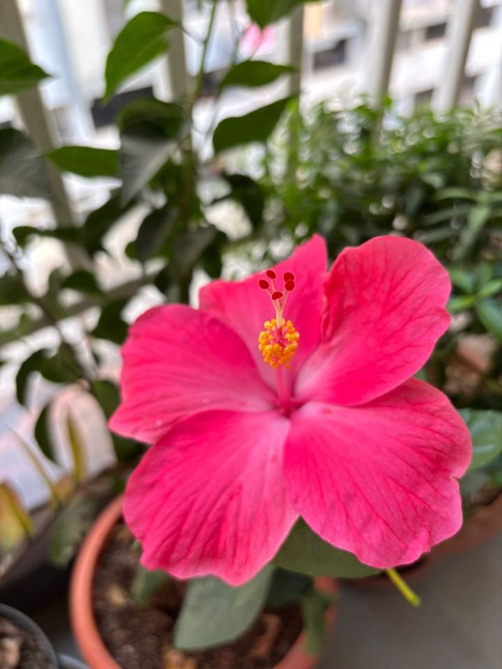 Bright pink hibiscus flower