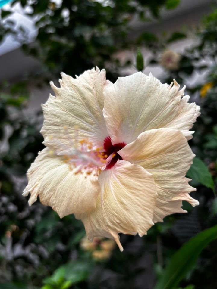 Cream hibiscus flower