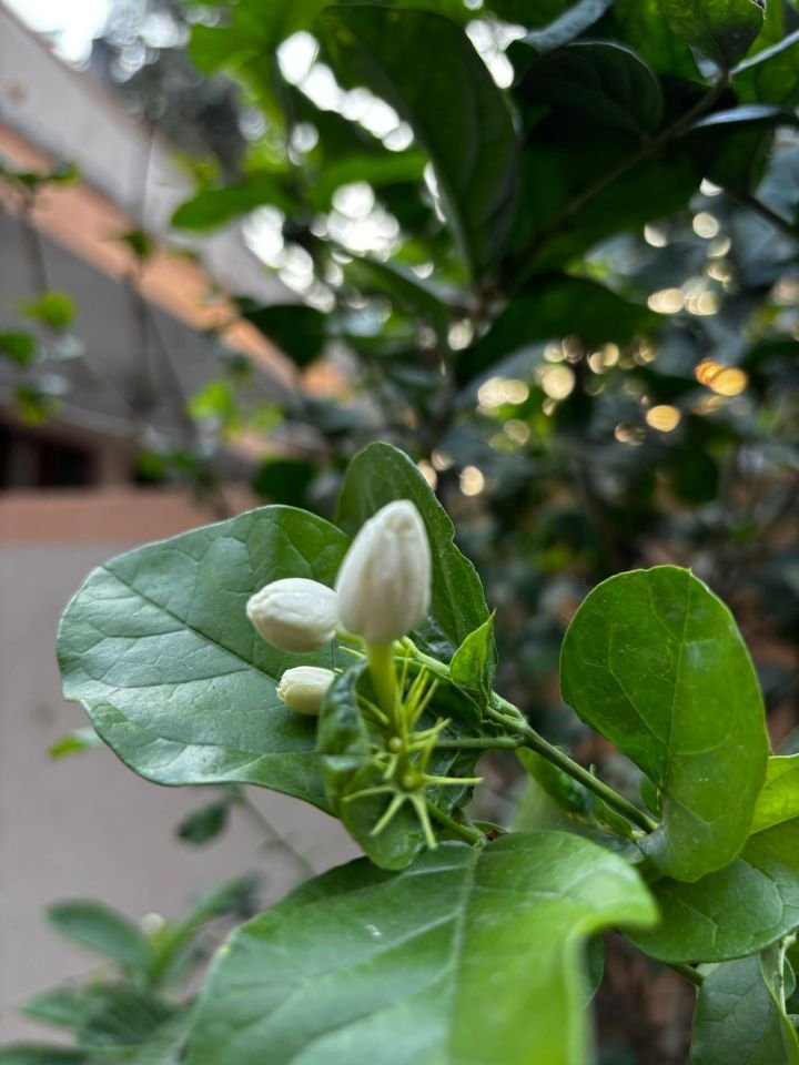 Fresh jasmine buds