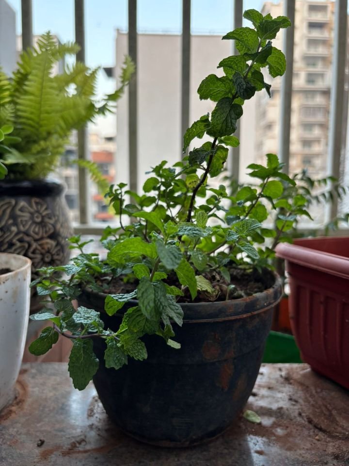 Lush green mint plant